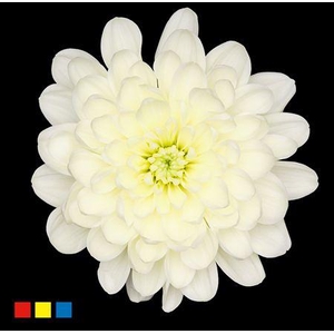 Chr T Altaj Pastel Yellow