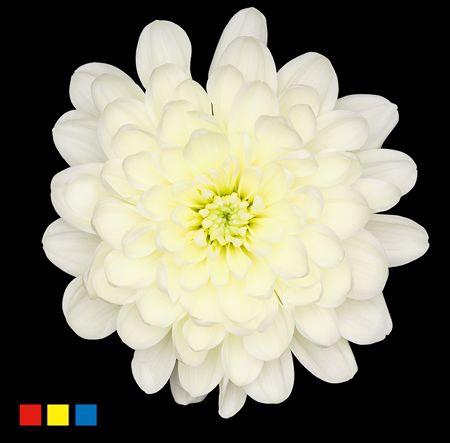 <h4>Chr T Altaj Pastel Yellow</h4>