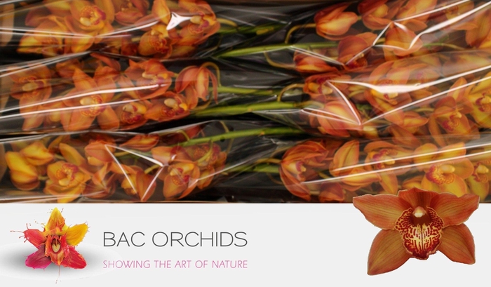 <h4>CYMB T COGNAC</h4>