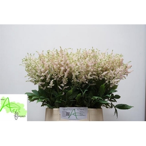 Astilbe Europa Aert