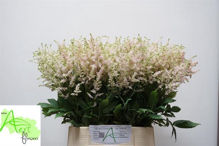 <h4>Astilbe Europa Aert</h4>