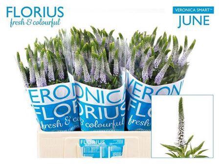 <h4>Veron Smart June 60cm</h4>