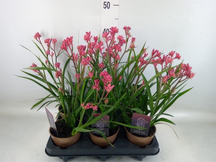 <h4>Anigozanthos   ...</h4>