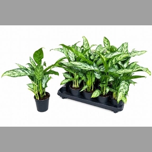 AG KL SILVER QUEEN C