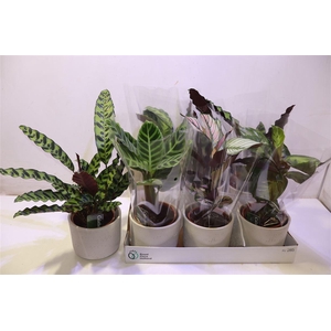 arr8 Arr Calat Gem 4 Srt In Keramiek Grijs