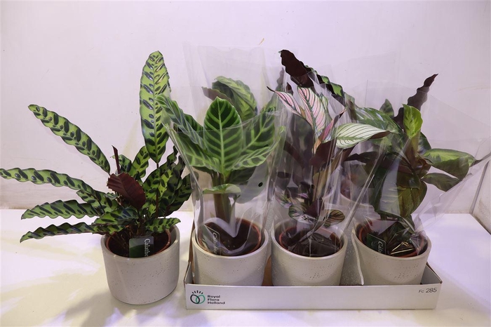 <h4>arr8 Arr Calat Gem 4 Srt In Keramiek Grijs</h4>