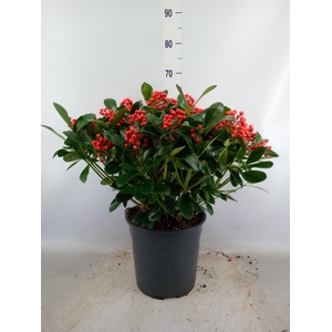 Skimmia jap. 'Veitchii'