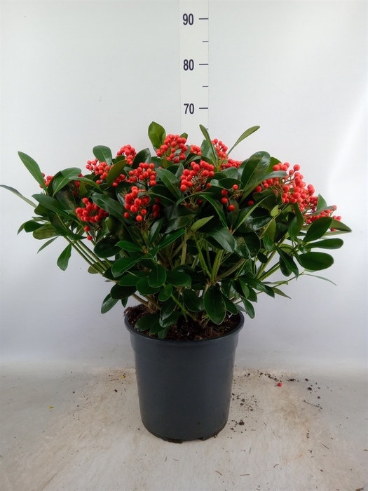 <h4>Skimmia jap. 'Veitchii'</h4>