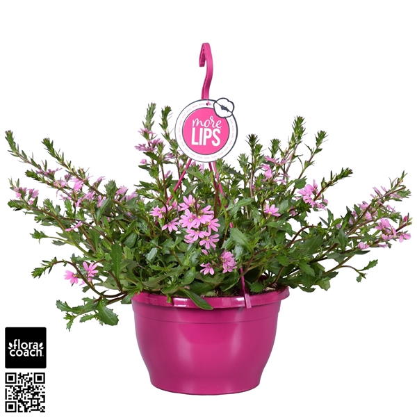 <h4>MoreLIPS® Scaevola aemula Roze</h4>