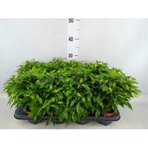 Ficus benja. 'Green Kinky'