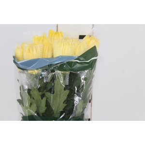 ANASTASIA SUNNY 080 CM AMARELO