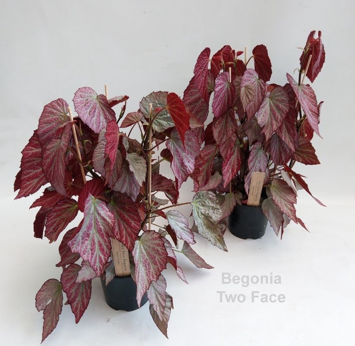 <h4>Begonia</h4>