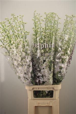 <h4>Delph El Dewi White Smile</h4>