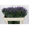 Aster Baby Parade