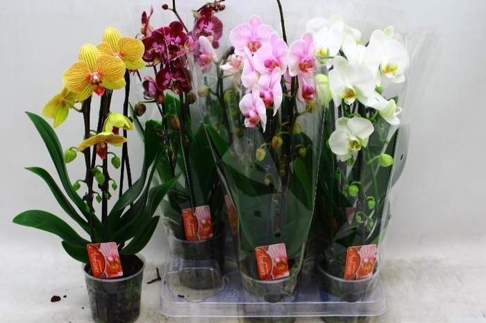 <h4>PHAL EL CASCADE</h4>