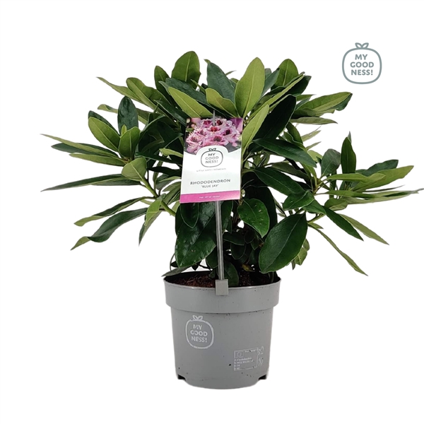 <h4>Rhododendron 15-20 /1.5 liter Lila</h4>