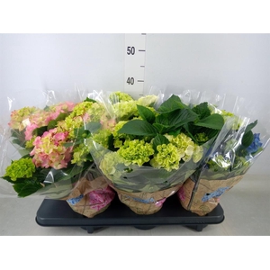 Hydrangea mac.   ...mix