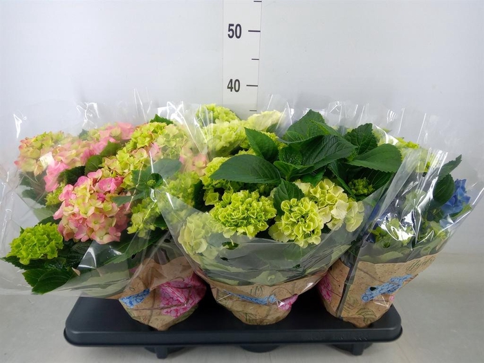 <h4>Hydrangea mac.   ...mix</h4>