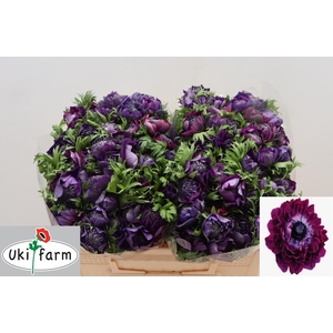 ANEM CO LEVAN BLU/ WINE