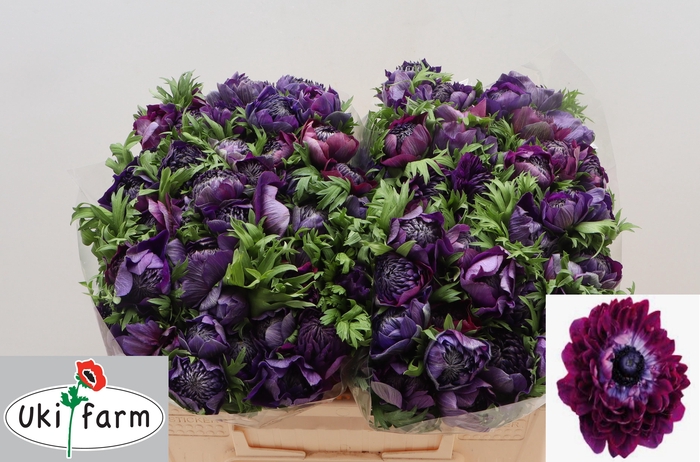 <h4>ANEM CO LEVAN BLU/ WINE</h4>