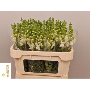 ANTIR AVIGNON WH IMP