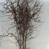 Chaenomeles Jap Salmon Pink 200 220cm