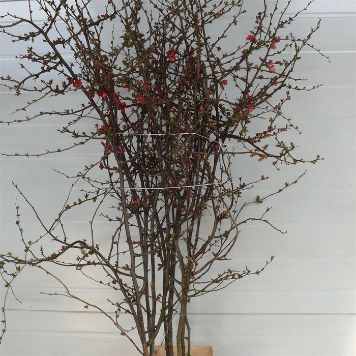 <h4>Chaenomeles Jap Salmon Pink 200 220cm P Stem X10</h4>