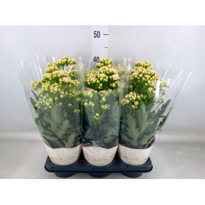 Kalanchoe  'MoreFlow Sunny Pink'