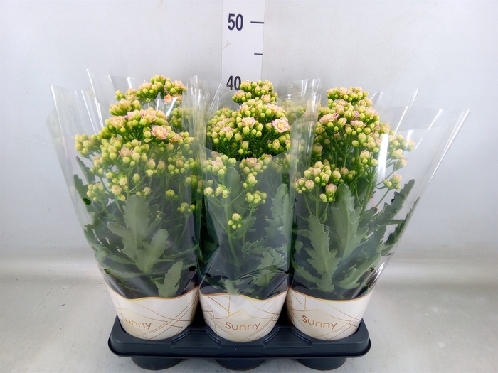 <h4>Kalanchoe  'MoreFlow Sunny Pink'</h4>