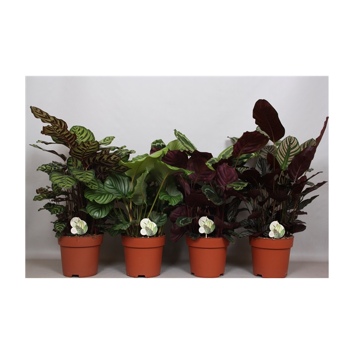<h4>Calathea Mix 4 srt: Ornata, Medaillon, Makoyana, Orbifolia</h4>