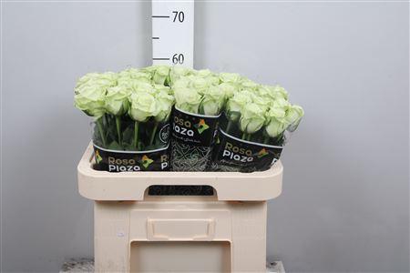 <h4>R Gr Noelle!</h4>