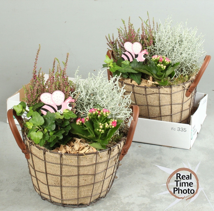 <h4>ARR TUINPLANTEN</h4>