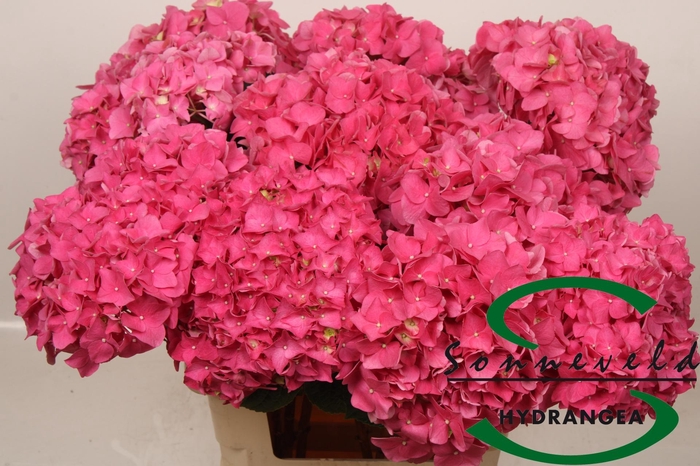 <h4>HYDR M CH RODEO RD</h4>