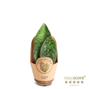 SANSEVIERIA TRIFASCIATA