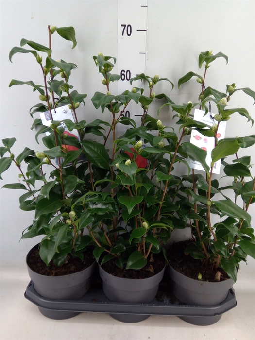 <h4>Camellia reticulata 'Mary Williams'</h4>