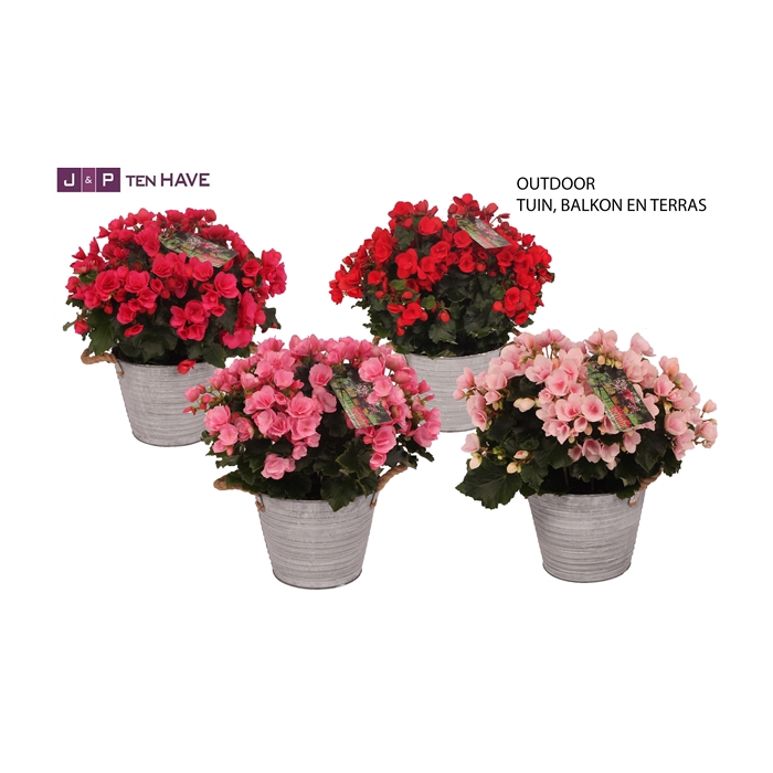 <h4>Begonia ''Betulia Mix'' Outdoor in Zink Sierpot</h4>