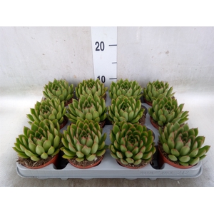 Echeveria agavoides