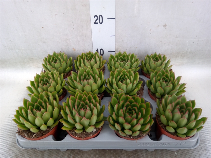 <h4>Echeveria agavoides</h4>