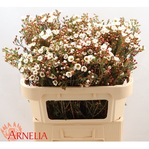 Chamelaucium Moonlight Delight