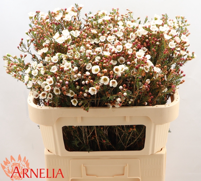 <h4>Chamelaucium Moonlight Delight</h4>