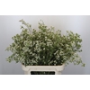 Chamelaucium Blizzard