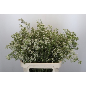 Chamelaucium Blizzard