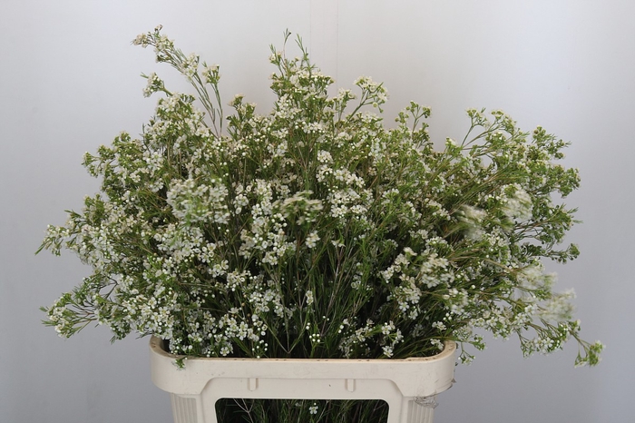 <h4>Chamelaucium Blizzard</h4>