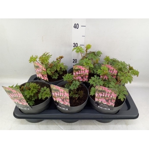 Dicentra spectabilis