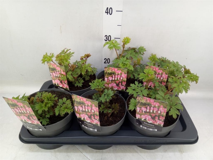 <h4>Dicentra spectabilis</h4>