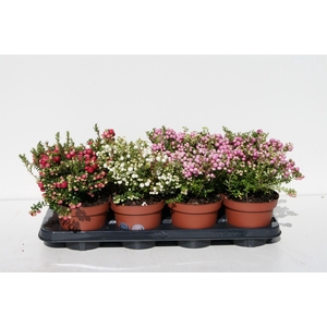 Gaultheria mucronata