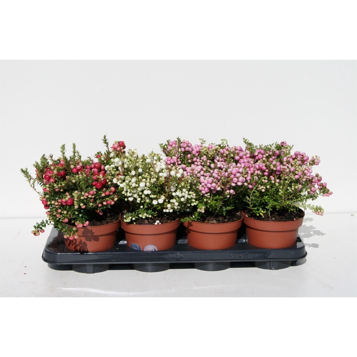 <h4>Gaultheria mucronata</h4>
