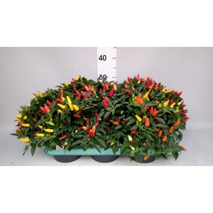 Capsicum annuum   ...mix