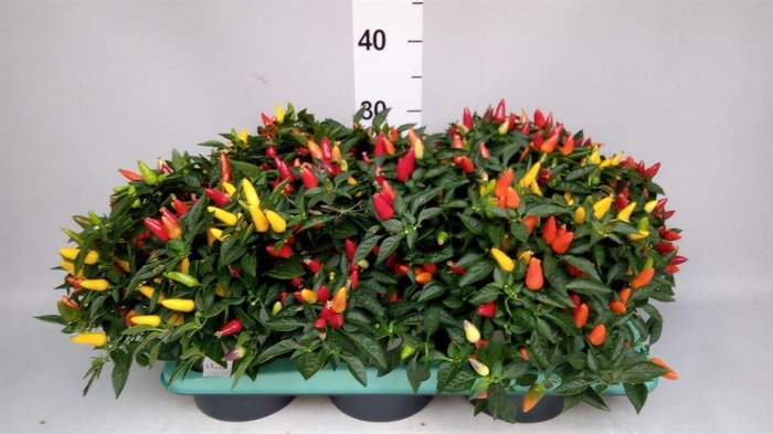 <h4>Capsicum annuum   ...mix</h4>