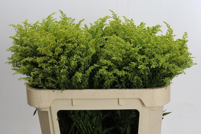 <h4>SOLI BAREIGHT</h4>